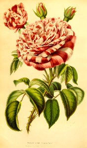 Rosa hort. cv. remontant 'Baronne Prévost' (1853)
