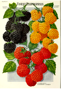 Raspberries. John Lewis Childs, Inc., (1921). Free illustration for personal and commercial use.