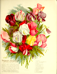 Sweet peas. Vick's Garden and Floral Guide (1898). Free illustration for personal and commercial use.