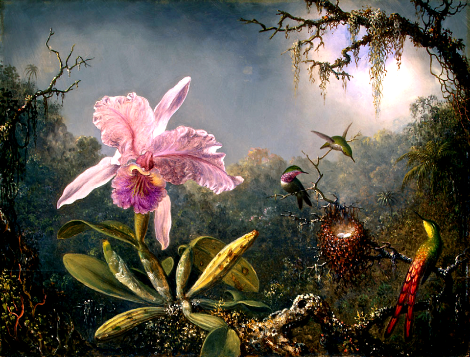 Cattelya orchid with 3 Brazilian hummingbirds.