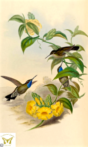Hummingbirds with Yellow Trumpet Vine (Adenocalymma comosum). Free illustration for personal and commercial use.