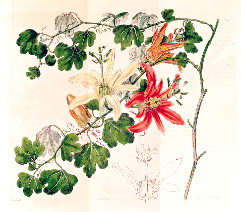 Orange-petaled passion flower, Norfolk Island passionfruit. Passiflora aurantia (1817)
