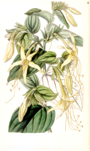 Long-stamened Macromeria (Macromeria exserta). Free illustration for personal and commercial use.