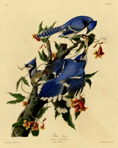 Blue Jay, Cyanocitta cristata [as Corvus cristatus] and Cross Vine, Bignonia capreolata (1838). Free illustration for personal and commercial use.