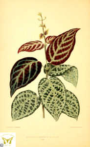 Bignonia argyreoviolascens (1870)