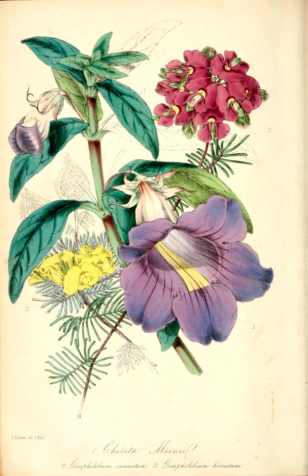 Blue Bell, Moonlight (Chirita moonii), Magazine of botany and register of flowering plants [J. Paxton], vol. 16: p. 33, fig. 1 (1849) [S. Holden]