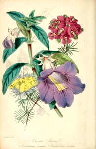 Blue Bell, Moonlight (Chirita moonii), Magazine of botany and register of flowering plants [J. Paxton], vol. 16: p. 33, fig. 1 (1849) [S. Holden]