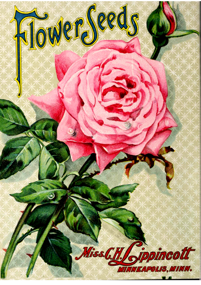 Pink Rose. Miss C.H. Lippincott Pioneer Seedswoman (1909)