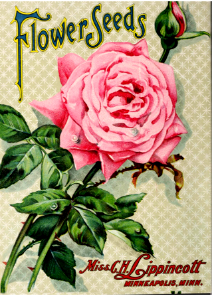 Pink Rose. Miss C.H. Lippincott Pioneer Seedswoman (1909). Free illustration for personal and commercial use.