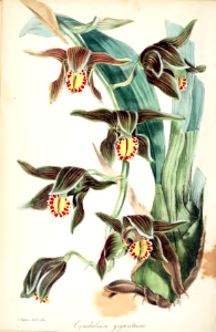 Nepal Tiger-striper orchid. Cymbidium iridioides  [as Cymbidium giganteum] Paxton's magazine of botany and register of flowering plants, vol. 12: p. 241 (1849) [S. Holden]