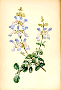 Linaria-like Salvia (Salvia linarioides)