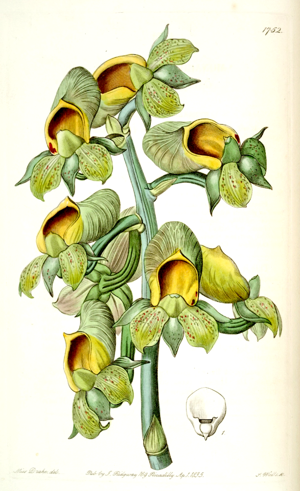 Nodding Catasetum orchid (Catasetum cernuum).