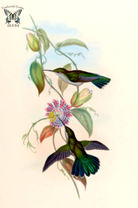 Passiflora laurifolia . A monograph of the Trochilidæ, or family of humming-birds, vol. 2 (1861) [J. Gould & H.C. Richter]