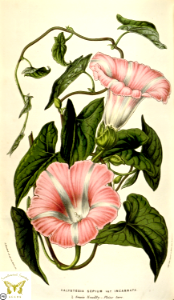 Heavenly Trumpets. Calystegia sepium var. incarnata (1853).. Free illustration for personal and commercial use.