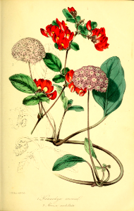 Red Coral Vine (Kennedya eximia) and Pink Sand Verbena (Abronia umbellata)