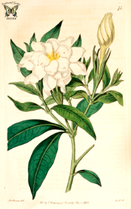 Cape Jasmine, Gardenia (Gardenia jasminoides). Free illustration for personal and commercial use.