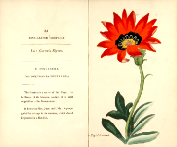 Gazania, Rigid-leaved Gorteria [Gazania rigens as Gorteria rigens], (1807). Free illustration for personal and commercial use.