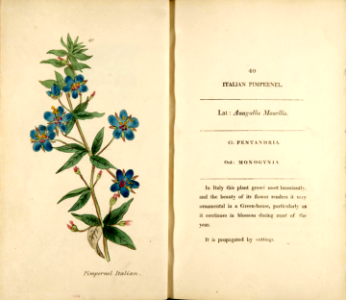 Blue pimpernel, Italian pimpernel. Anagallis monelli (1807). Free illustration for personal and commercial use.