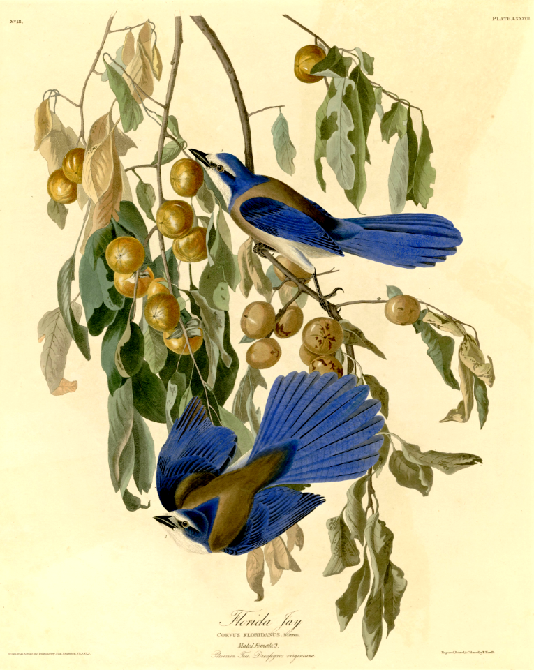 Florida Jay in American Persimmon