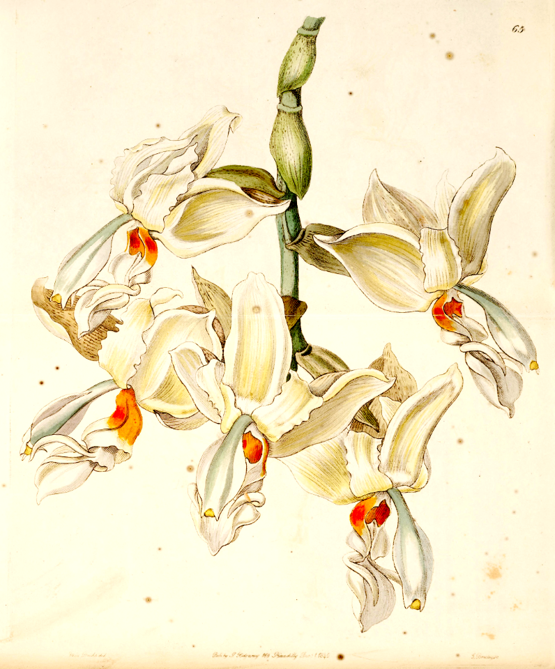 Stanhopea ruckeri. Flowers carry mild cinnamon scent similar to the candy &quot;Hot Tamales.&quot;