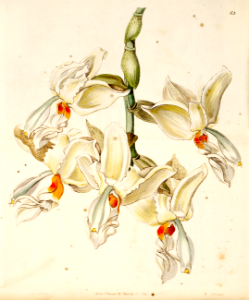 Stanhopea ruckeri. Flowers carry mild cinnamon scent similar to the candy &quot;Hot Tamales.&quot;