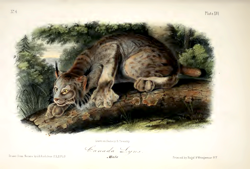 Canada lynx