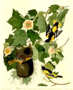 Tulip Tree with Baltimore Orioles.. Free illustration for personal and commercial use.