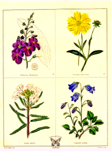 Verbascum phoeniceum, Coreopsis lanceolata, Ledum palustre, and Campanula persicifolia [as Campanula pumila] The botanic garden vol. 1 (1825). Free illustration for personal and commercial use.
