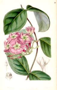 Temnadenia odorifera [as Echites francisceus]