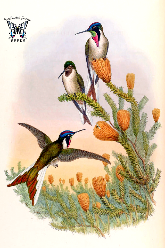 Ecuadorian hillstar hummingbird (Oreotrochilus chimborazo) with Flower of the Andes (Chuquiraga jussieui).