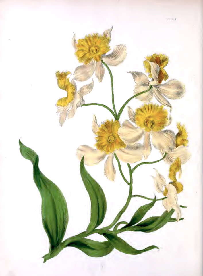 Fringe-Lipped Dendrobium. Dendrobium fimbriatum (1840)
