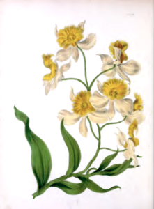 Fringe-Lipped Dendrobium. Dendrobium fimbriatum (1840)