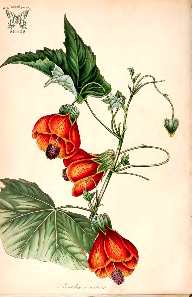 Abutilon pictum [as Abutilon striatum]