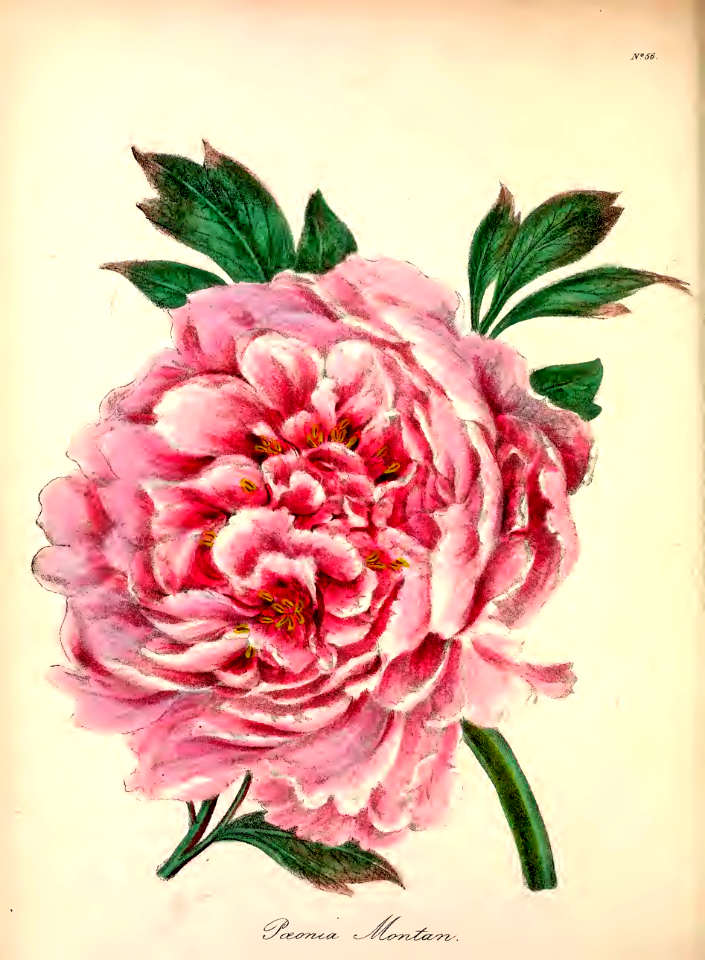 Tree Peony, Moutan (1838)