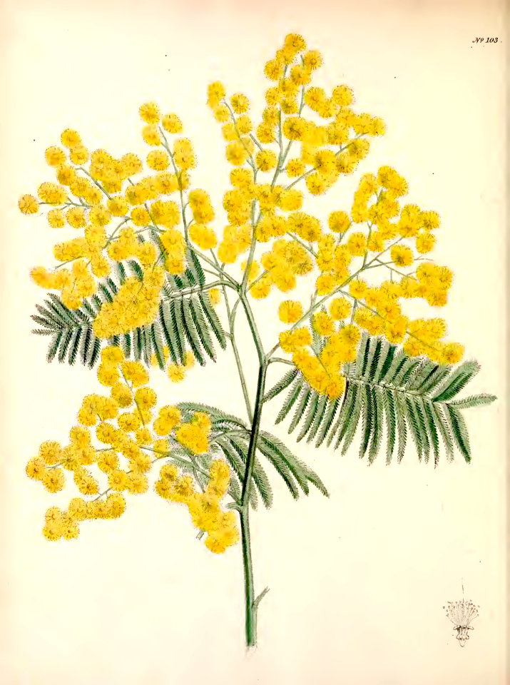 Silver Wattle (Acacia dealbata). Free illustration for personal and commercial use.