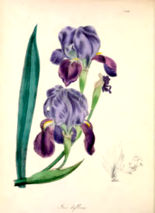 Bearded iris, German iris [Iris x germanica as Iris deflexa]. Free illustration for personal and commercial use.