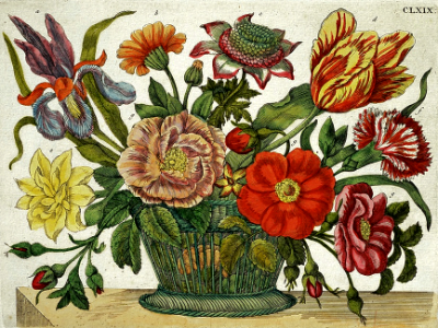 Maria Sibylla Merian: The New Book of Flowers (1675-1680). Free illustration for personal and commercial use.