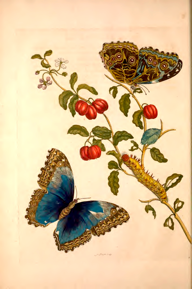 &quot;Morpho Achilles & Cherries.&quot; Blue-banded Morpho butterflies and Surinam cherries.