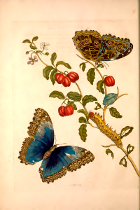 &quot;Morpho Achilles & Cherries.&quot; Blue-banded Morpho butterflies and Surinam cherries.