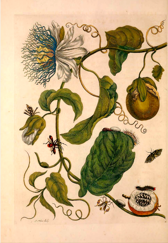 Passiflora laurifolia with caterpillar of Azamora species and fly (Aniscelis foliacea) (1705).