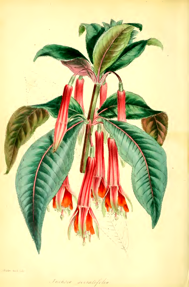 Saw-leaved fuchsia (as Fuchsia serratifolia, a synonym of Fuchsia denticulata) Flower color is a blend of orange, pink, magenta, coral and chartreuse.