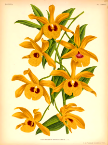 Dendrobium de Sir Joseph Hooker (Dendrobium hookerianum). Free illustration for personal and commercial use.