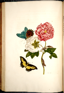 Rose of Sharon and Lepidoptera (1730). Free illustration for personal and commercial use.
