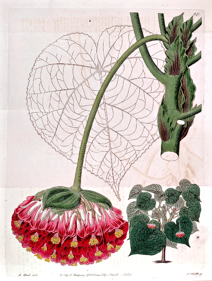 Pink Ball Tree (Dombeya wallichii)