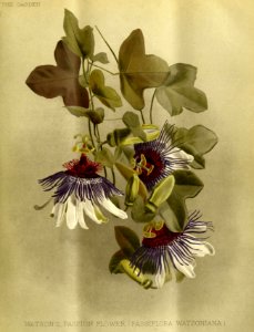 Watson's Passion Flower (Passiflora watsoniana)