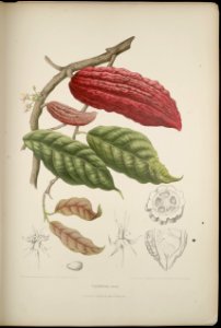 Cocoa tree (Theobroma cacao)