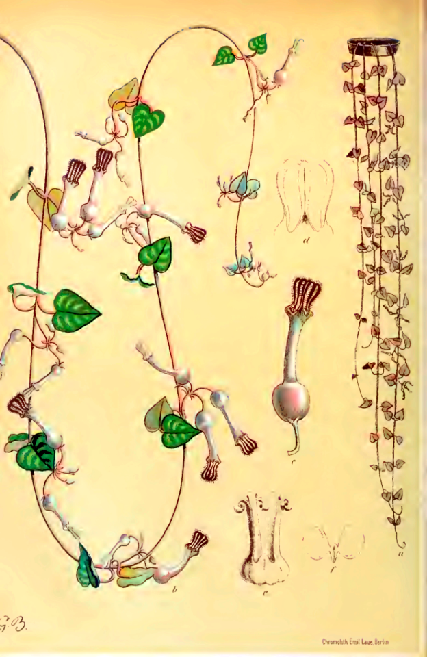 Chain of hearts, Rosary vine (Ceropegia woodii)