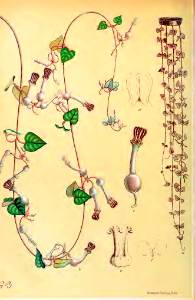 Chain of hearts, Rosary vine (Ceropegia woodii)