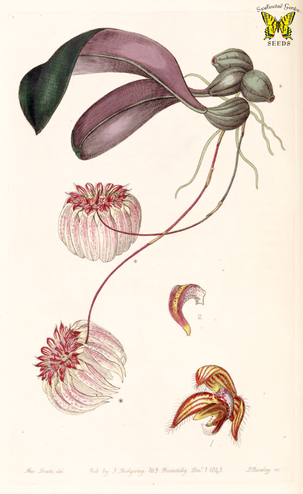 The Golden Bulbophyllum. Bulbophyllum auratum. Long, purple inflorescence carries an umbel of fragrant flowers. Grows on mangrove trees in southeast Asia. Illustration by Sarah Ann Drake (1843)