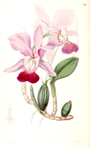 Walker's Cattleya (Cattleya walkeriana). Fragrant flowers with pink petals and rose-purple lips bloom from late winter to early summer.